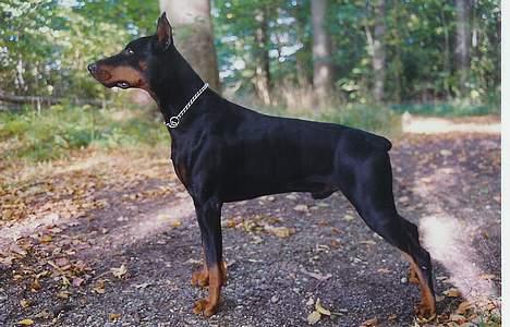 Dobermann (Genning's Excalibur)Nero - Min far: Thor billede 17