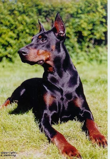 Dobermann (Genning's Excalibur)Nero - Min Farfar: Kovo billede 18