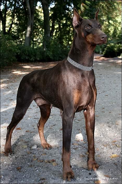 Dobermann (Genning's Excalibur)Nero - Min Farmor: Ronja billede 19