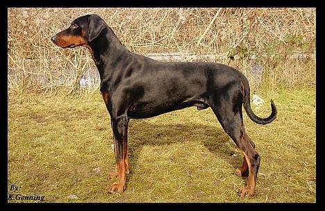 Dobermann (Genning's Excalibur)Nero - Genning´s Excalibur den 19/2-2006 i opdrætter´s have. billede 20