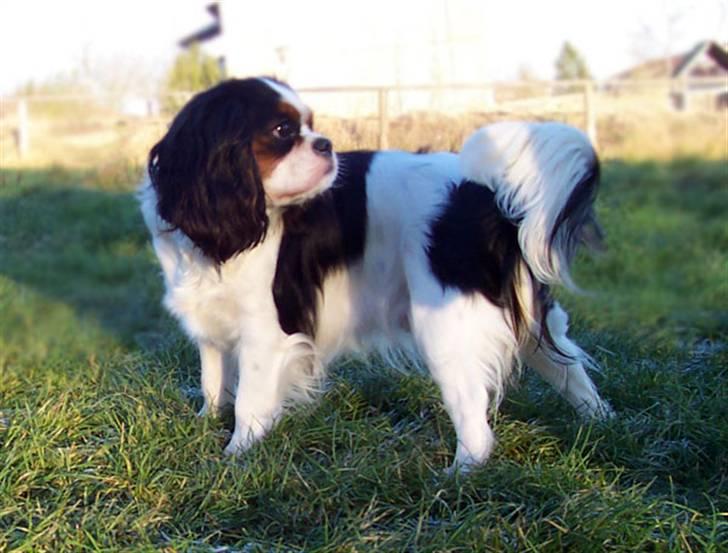 Cavalier king charles spaniel Ziggy  billede 2