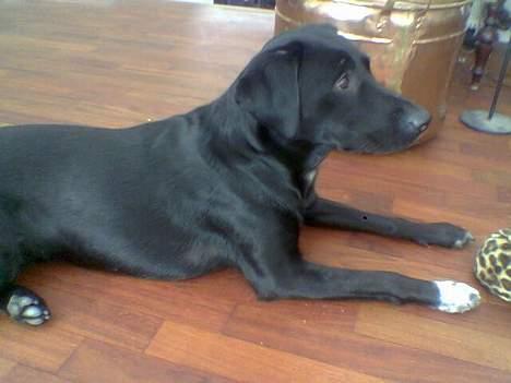 Blanding af racer Shiva billede 1