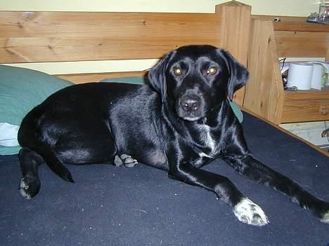 Blanding af racer Shiva billede 2