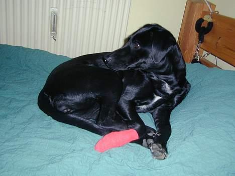 Blanding af racer Shiva - Her har hun slået poten fordi hun er lidt for vild når hun skal lege!! billede 3