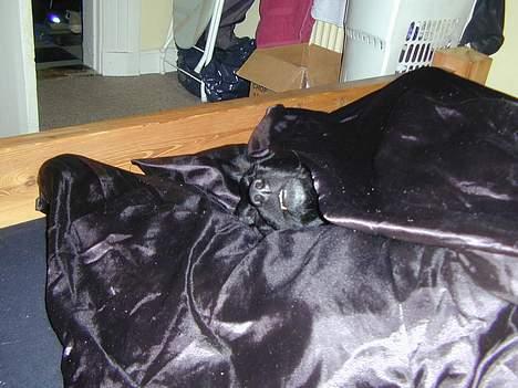 Blanding af racer Shiva - Det er lidt svært at se men her sover hun!! *S* billede 4