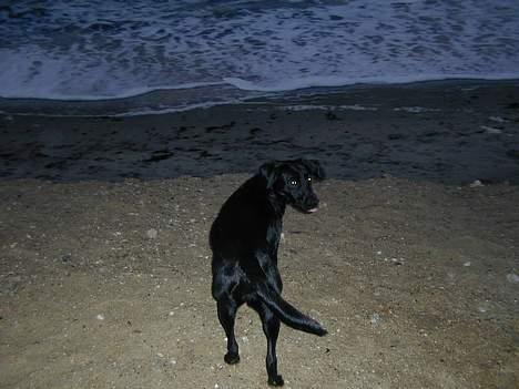 Blanding af racer Shiva - Lille fotomodel!! *G* billede 5