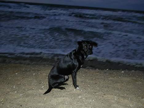 Blanding af racer Shiva billede 6