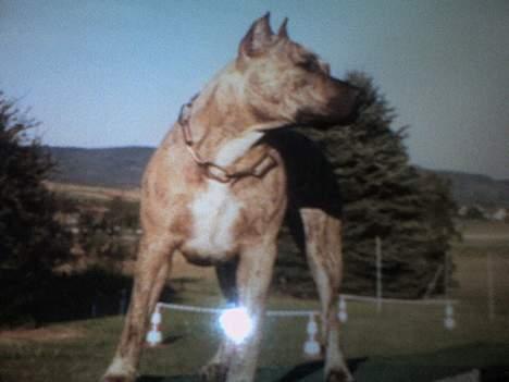 Amerikansk staffordshire terrier Rockin'm's kiss Me Tigger billede 1