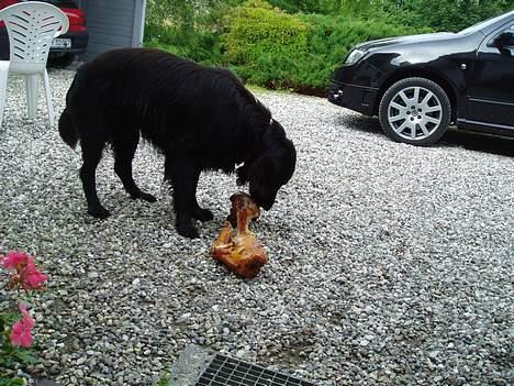 Flat coated retriever Jack Silkitts (i himlen) billede 1