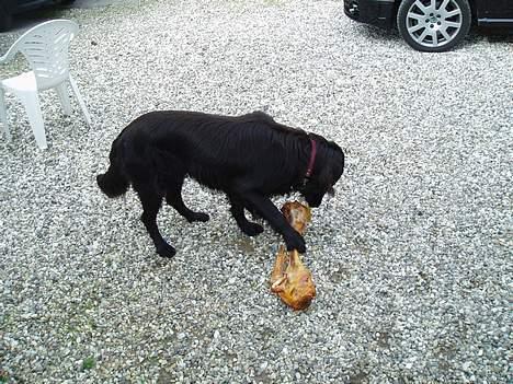 Flat coated retriever Jack Silkitts (i himlen) billede 2