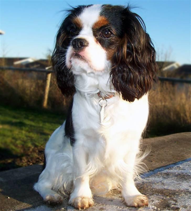 Cavalier king charles spaniel Ziggy  billede 3