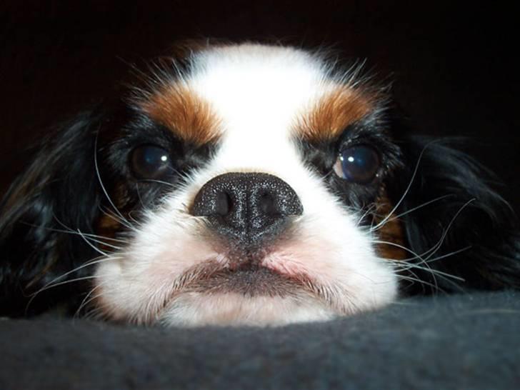 Cavalier king charles spaniel Ziggy  billede 5