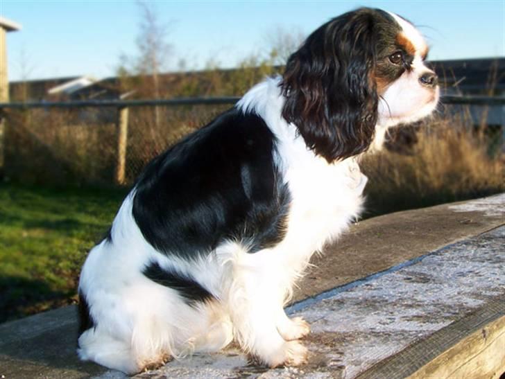 Cavalier king charles spaniel Ziggy  billede 6