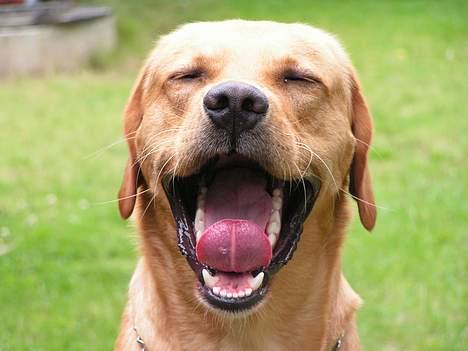 Labrador retriever Malick - farmor det er kedeligt at få taget billeder billede 2