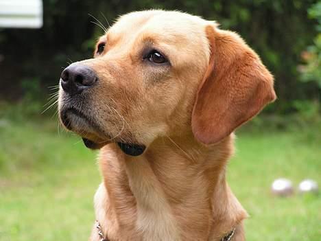Labrador retriever Malick billede 3