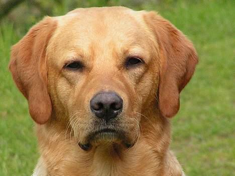 Labrador retriever Malick billede 4