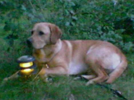 Labrador retriever Malick billede 5