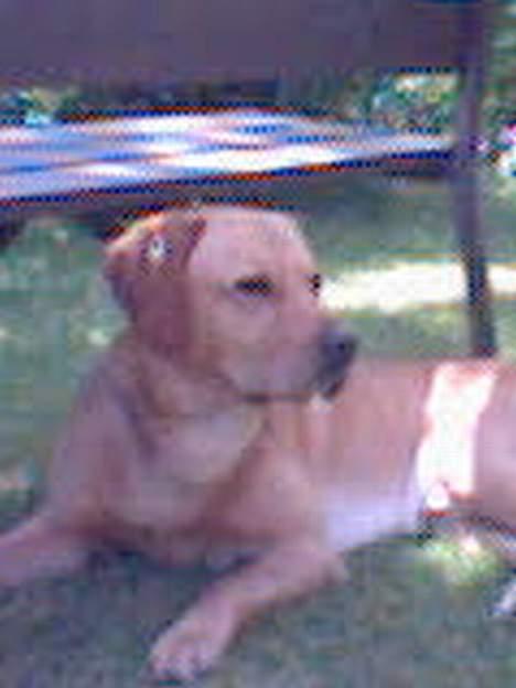 Labrador retriever Malick billede 6