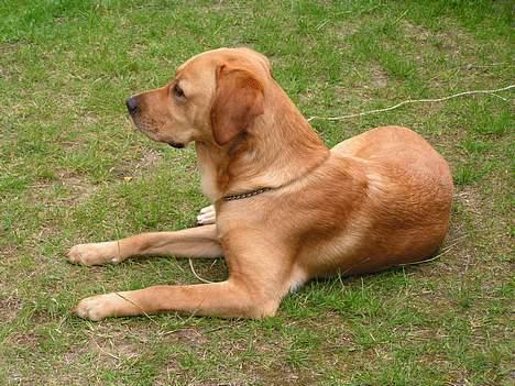 Labrador retriever Malick billede 7