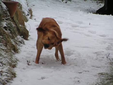 Labrador retriever Malick - Jeg elsker at rulle mig i sneen billede 8