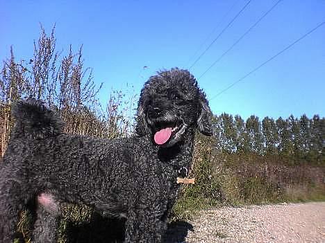 Mellempuddel bonzo billede 10