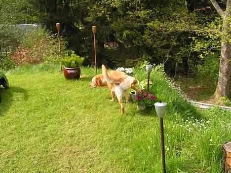 Labrador retriever Malick - Blomsterne skal da vandes billede 11
