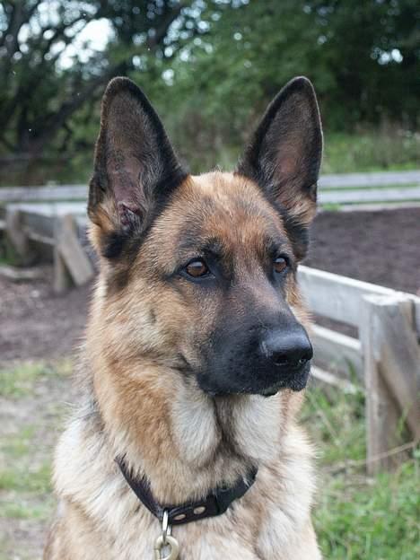 Schæferhund Sasha billede 19