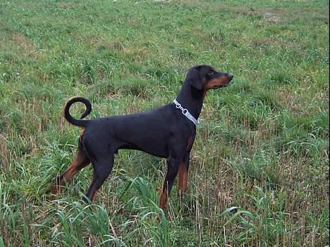 Dobermann  Eboss)jubari billede 16