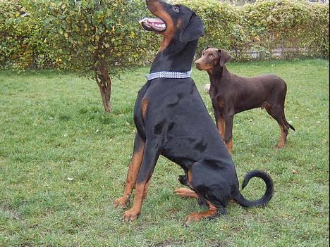 Dobermann  Eboss)jubari billede 17