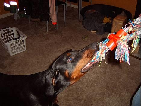 Dobermann  Eboss)jubari billede 18