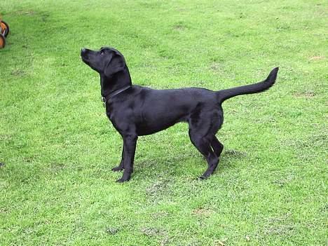 Labrador retriever Trille *SOLGT* - Profil billede 11
