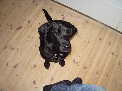 Labrador retriever Trille *SOLGT* - Er der mad nu far!! billede 12