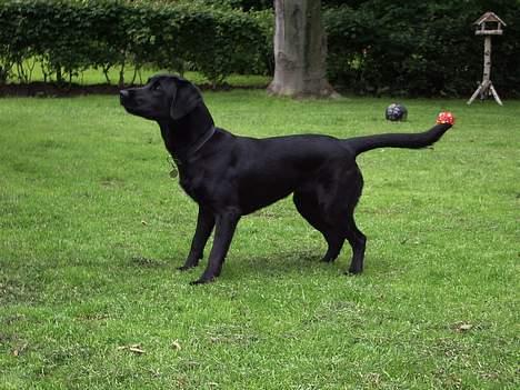 Labrador retriever Trille *SOLGT* - Profil billede 13