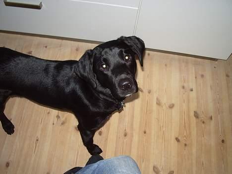 Labrador retriever Trille *SOLGT* - Ingen mad øvv billede 14