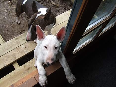 Bullterrier Vili - ØV, her må jeg ikke komme ind og svine med jord billede 3