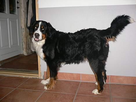 Berner sennenhund Aya*RIP* billede 4