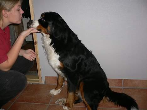 Berner sennenhund Aya*RIP* billede 5