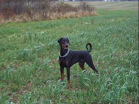 Dobermann  Eboss)jubari billede 19