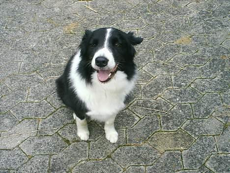 Border collie Leika (San Har) R.I.P  - Leika 9 år billede 1