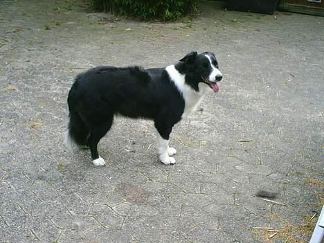 Border collie Leika (San Har) R.I.P  - Leika venter tålmodigt på at nogle gider lege med hende billede 2