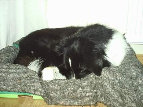 Border collie Leika (San Har) R.I.P  - Puha....man er godt nok træt efter en hel dag i haven.  ZZZZZZ billede 3