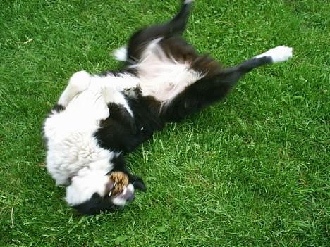 Border collie Leika (San Har) R.I.P  - Haha se hvor fjollet hun stadig kan være! billede 4