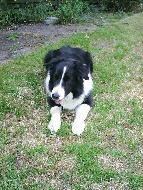 Border collie Leika (San Har) R.I.P  - Kast den nu! billede 5