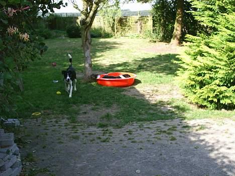 Border collie Leika (San Har) R.I.P  - Puha.....det er dejligt med et vandbad efter en hård leg. billede 6