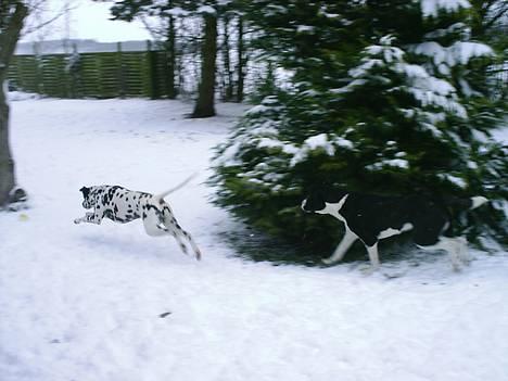 Dalmatiner Walter ( R.I.P ) - JEG HAR DEN!!!!! billede 8