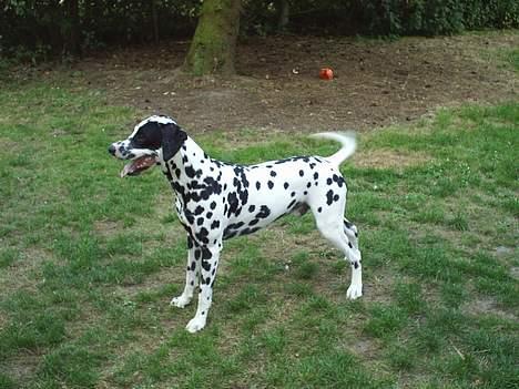 Dalmatiner Walter ( R.I.P ) - kast kast.......kast den nu far!!!! billede 9
