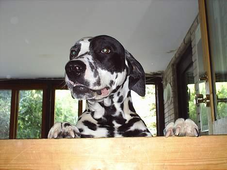 Dalmatiner Walter ( R.I.P ) - Hey....foregår der noget her som jeg ikke er med i ??? billede 10