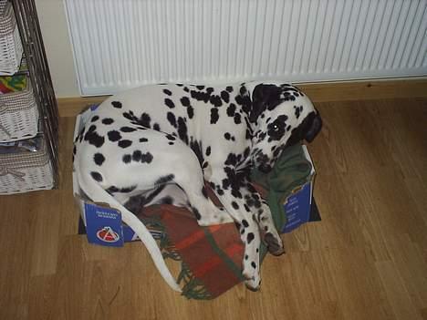 Dalmatiner Walter ( R.I.P ) - Gab.....hvor er jeg dog træt efter en hel dag i haven billede 11