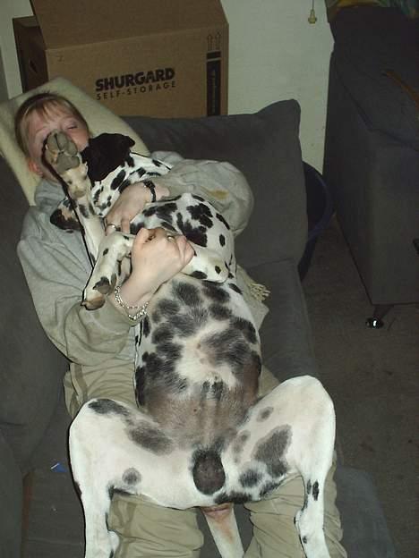 Dalmatiner Walter ( R.I.P ) - Gæt hvorfor jeg ikke kommer i sofaen mere.....måske fordi min mor ikke kan være der!! billede 12