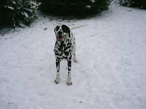 Dalmatiner Walter ( R.I.P ) - Klik nu mor..jeg kan jo ikke stå stille så længe!!  billede 13